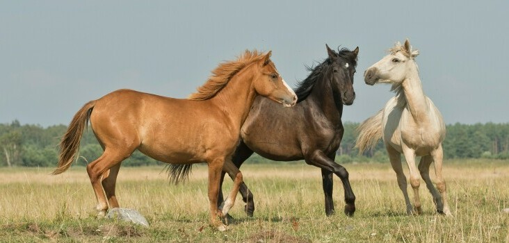 horses at play