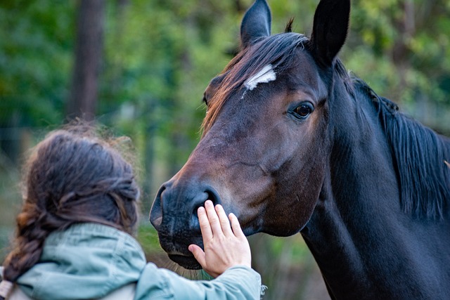 horse behaviours