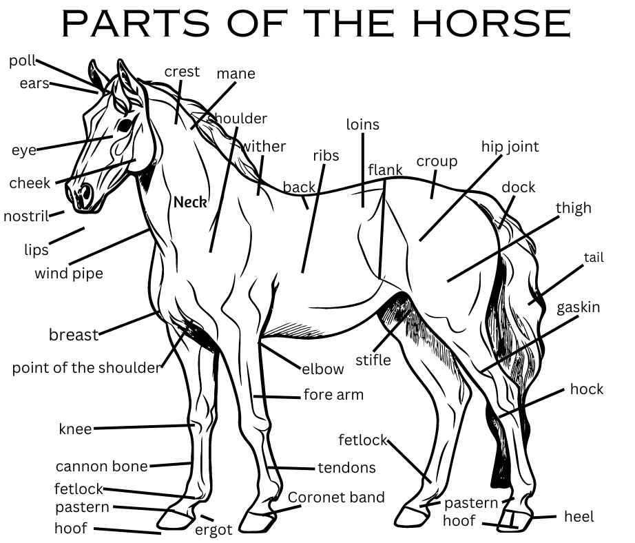 Parts Of The Horse Diagram - Equine Style Central