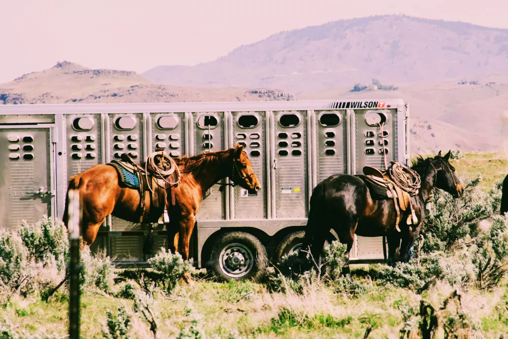 Equestrian Road Trip: Essentials For Traveling With Your Horse.