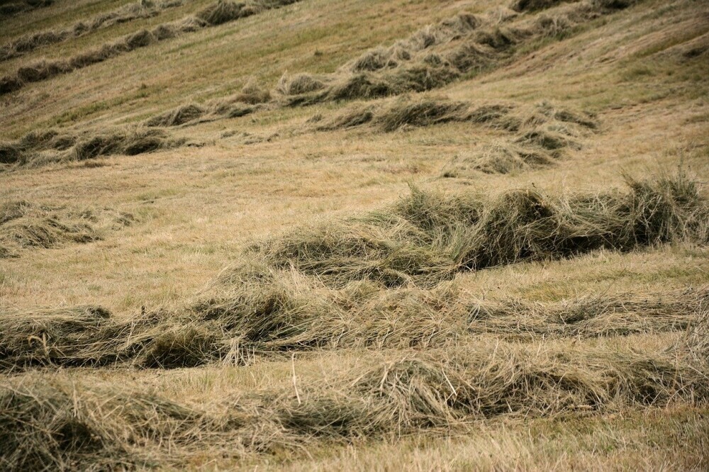 horse hay - grass hay ready for baling