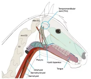 Understanding Different Types Of Horse Bits: A Comprehensive Guide - Anatomy-head