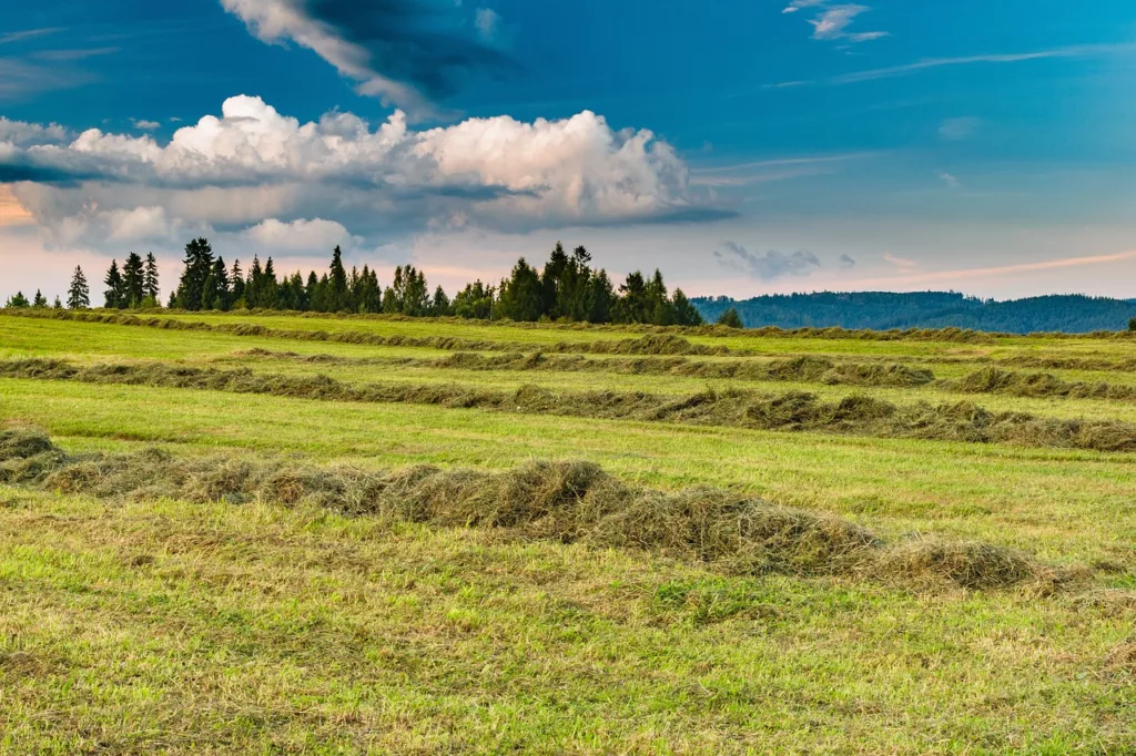 horse hay - field of cut hay