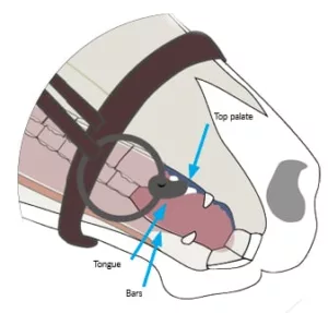 Understanding Different Types Of Horse Bits: A Comprehensive Guide - Anatomy-mouth