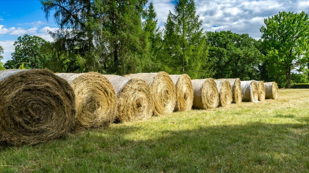 round bales of hay